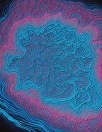 Pink and Bleu